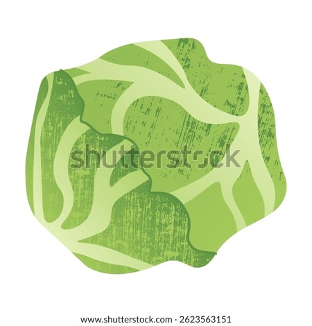 Cabbage icon. Cartoon white cabbage vegetable, organic farm product, healthy vegan food, green cabbage cooking ingredient. Vector flat isolated illustration.