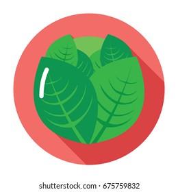 Cabbage icon. Flat Cabbage icon. Cabbage vector