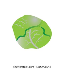 
cabbage icon isolated on white background