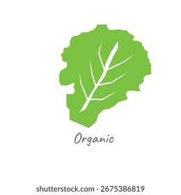 Cabbage icon on white background