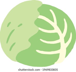 cabbage icon. vegetables. hand drawn.