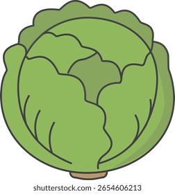 Cabbage Illustration in Hand-drawn Style