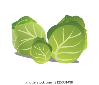 Cabbage illustration in high resolution for many type of use.