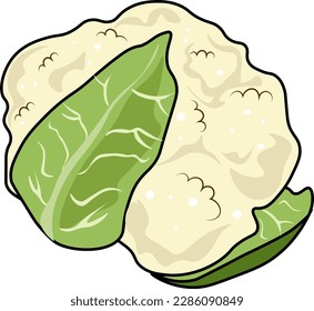 cabbage illustration isolated on white background