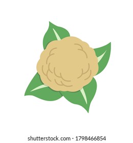 Cabbage illustration on white background