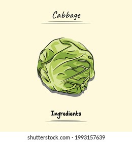 Cabbage Illustration Sketch And Vector Style. Good to use for restaurant menu, Food recipe book and food ingredients content.