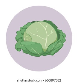 Cabbage Illustration Vector