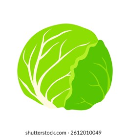 cabbage illustration Vector isolated on background.