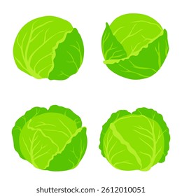 cabbage illustration Vector isolated on background.