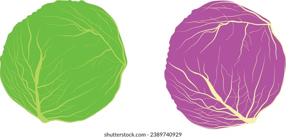 cabbage illustration Vector red and green  cabbage isolated on background