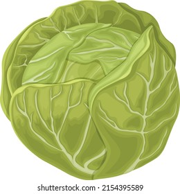 Cabbage. Image of a cabbage head. A ripe cabbage. Vegetables from the garden. Organic food. Vector illustration isolated on a white background