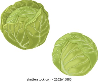 Cabbage. Image of a cabbage head. A ripe cabbage. Vegetables from the garden. Organic food. Vector illustration isolated on a white background