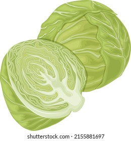 Cabbage. Image of cabbage heads. Cabbage in the section. Vegetarian product. Ripe cabbage. Vegetables from the garden. Organic food. Vector illustration isolated on a white background