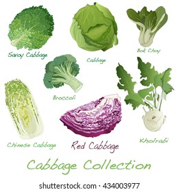 Cabbage Image set vector illustration