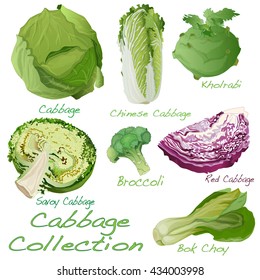 Cabbage Image set vector illustration