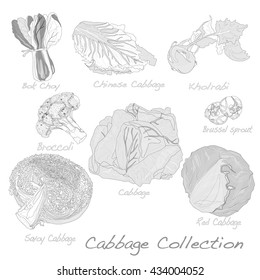 Cabbage Image set vector illustration