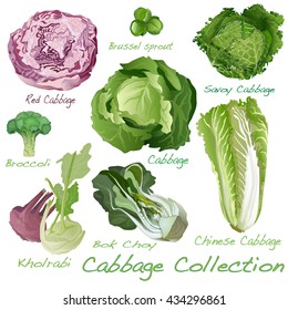 Cabbage Image set vector illustration