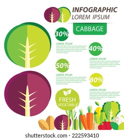 cabbage , infographics. vegetables vector illustration