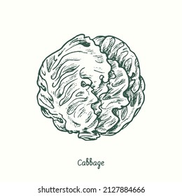 Cabbage. Ink black and white doodle drawing in woodcut style