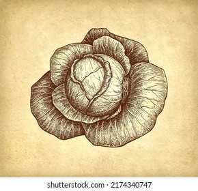 Cabbage ink sketch on old paper background. Hand drawn vector illustration. Retro style stroke drawing.