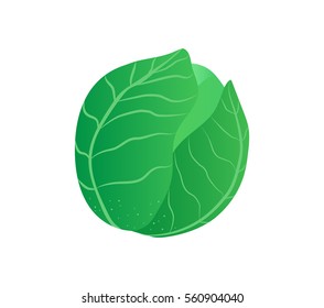 Cabbage. Isolated gradient illustration.