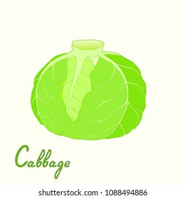 Cabbage isolated on a cream background vector illustration. Hand drawn lettering cabbage.