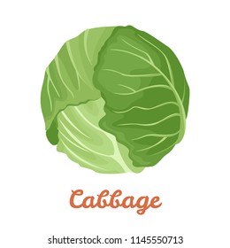 Cabbage isolated on white background. Vector illustration of a fresh vegetable in a flat style. Icon, banner, label.