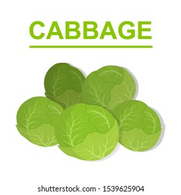 Cabbage isolated on the white background. Vegetables collection. Vector illustration.
