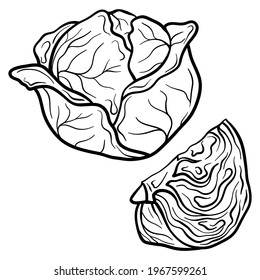Cabbage isolated on white background. Full Cabbage and slice. Vector hand drawn outline illustration. Ingredient for cooking. Harvest. Farm vegetable.