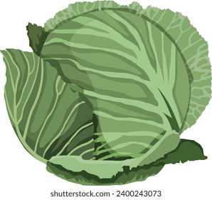 Cabbage isolated on white background