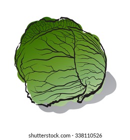 Cabbage isolated on white, hand drawn, vector illustration