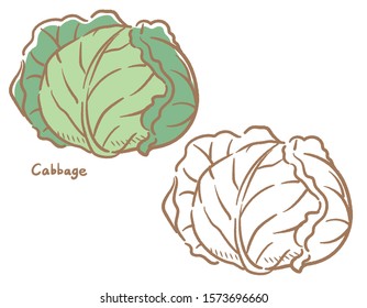 Cabbage isolated on white. Vector illustration.	