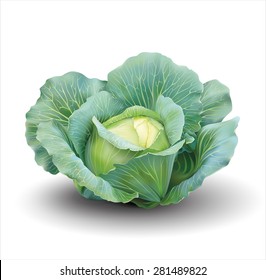 Cabbage isolated on white. Vector illustration.