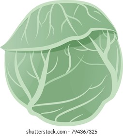 Cabbage isolated on white. Vector illustration in flat style
