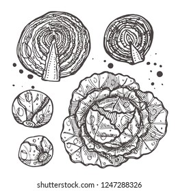 Cabbage isolated set. Hand drawn vector illustration. Can be used for street festival, farmers market, country fair, shop, menu, cafe, restaurant, poster, banner.