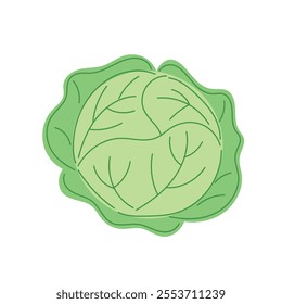 Cabbage isolated vector. Cartoon Cabbage illustration on White Background. 