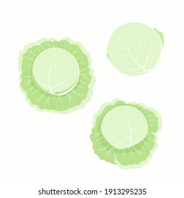 Cabbage. Isolated vector image on white background.