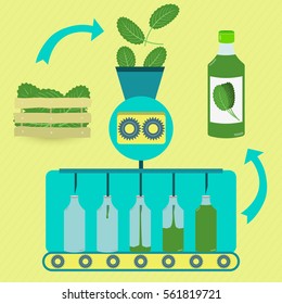 Cabbage juice series production. Fresh cabbages being processed. Bottled cabbage juice.