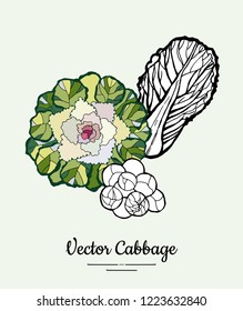 Cabbage Kale hand drawn illustration. Hipster illustration of cabbage. Isolated green cabbage for vegetarian poster, cooking school, restaurant menu, banner, logo, icon, food shop, harvest 
festival.