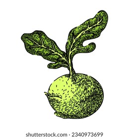 cabbage kohlrabi green hand drawn. food vegetable, healthy fresh, natural organic cabbage kohlrabi green vector sketch. isolated color illustration