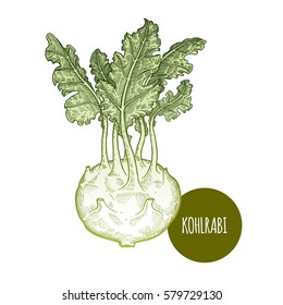 Cabbage kohlrabi. Hand drawing vegetables. Vector illustration art. Green and white. Vintage engraving. Kitchen design.