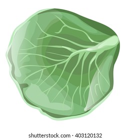 Cabbage leaf isolated on a white background. Vector illustration.