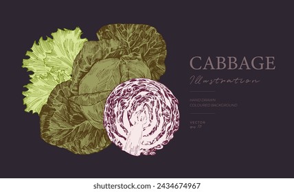 Cabbage and lettuce engraved illustration on black background