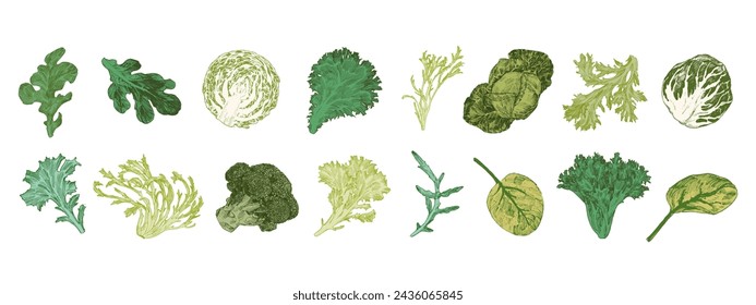 Cabbage and lettuce engraved illustrations. Big vegetable set