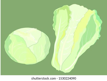 Cabbage and lettuce on a green background.
