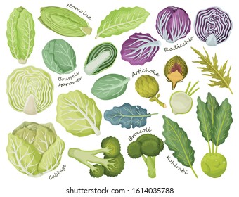 Cabbage of lettuce vector cartoon set icon.Vector illustration set vegetable food. Isolated cartoon icon cabbage of lettuce on white background .