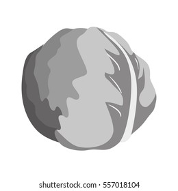 cabbage or lettuce vegetable icon image vector illustration design 