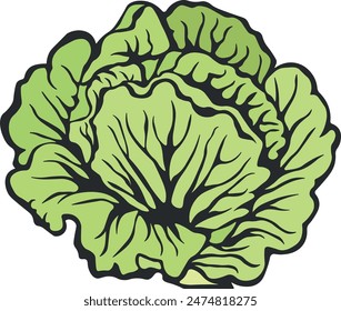 cabbage or lettuce without background