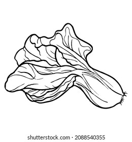 ilustración vectorial de línea de col,aislado en fondo blanco,vista superior
