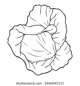 cabbage line vector illustration,isolated on white background,top view